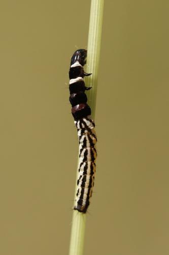 Réf. 312 087 : Helcystogramma sp.